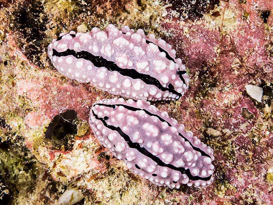 Phyllidiella rudmani