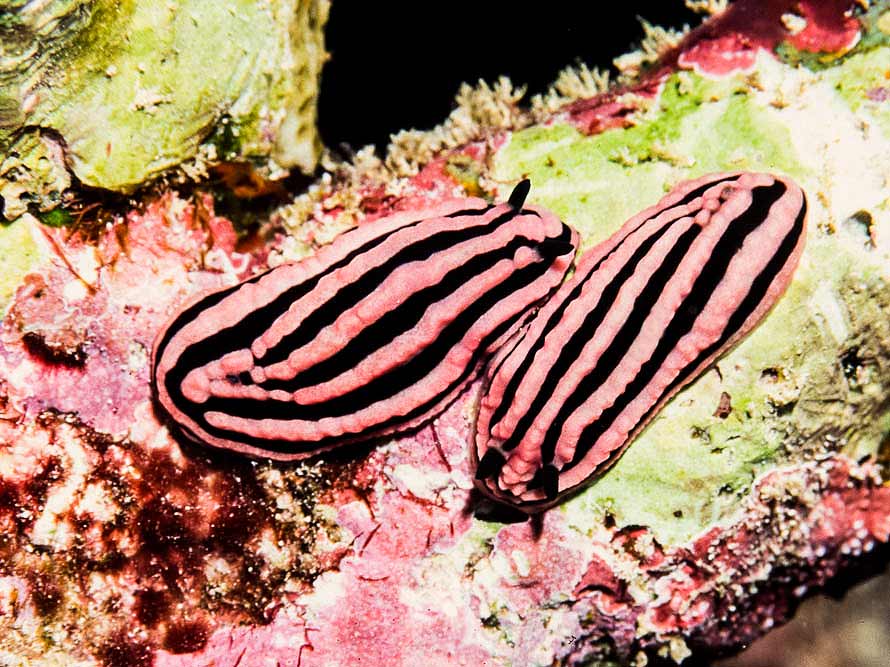 Phyllidiella rosans