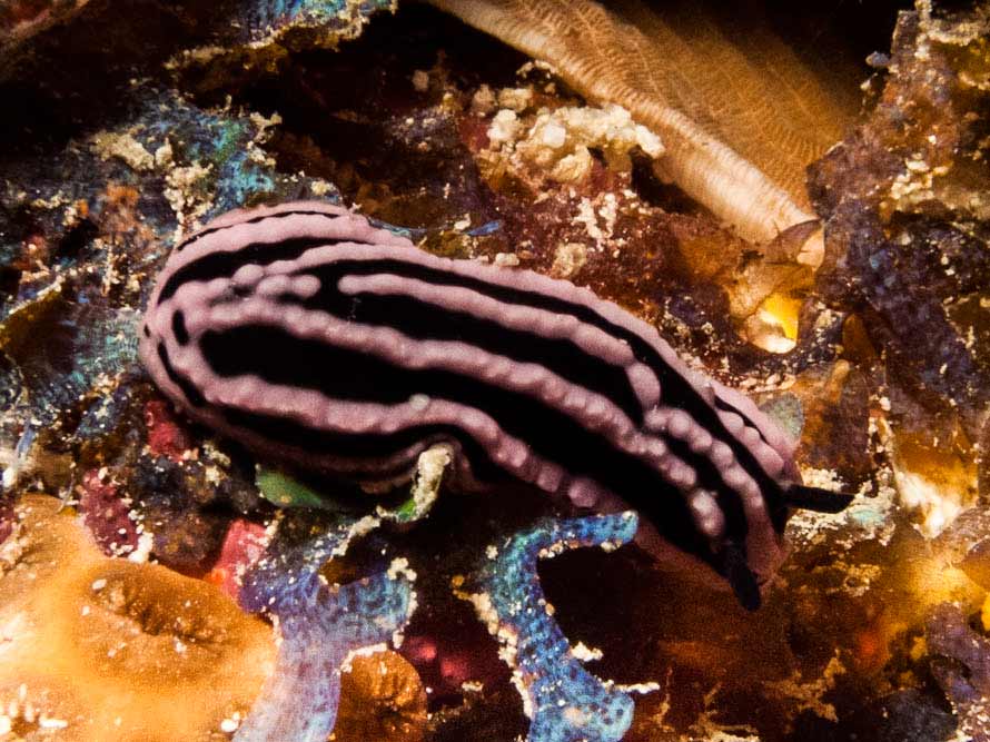 Phyllidiella rosans