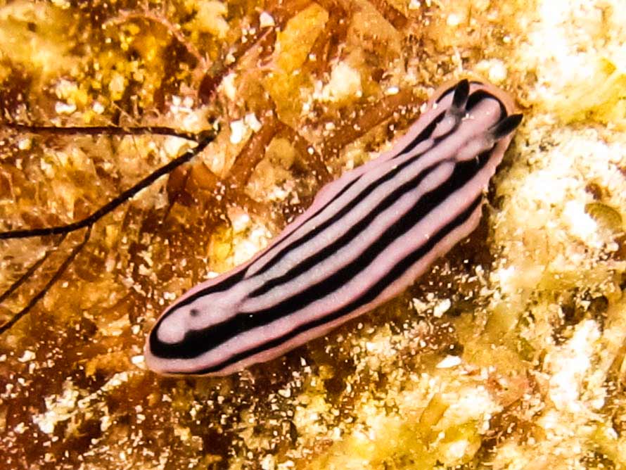 Phyllidiella rosans