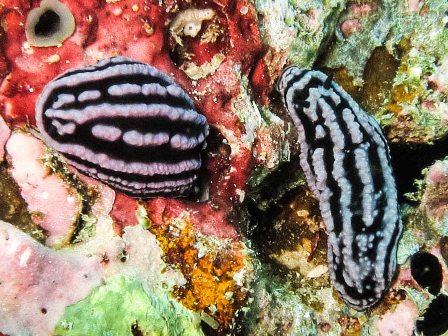 Phyllidiella rosans