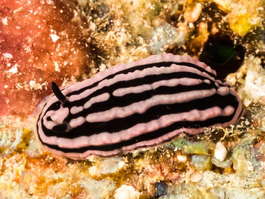 Phyllidiella rosans