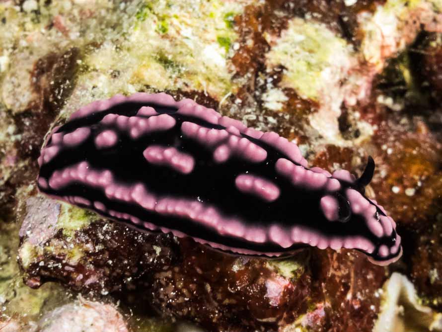 Phyllidiella striata