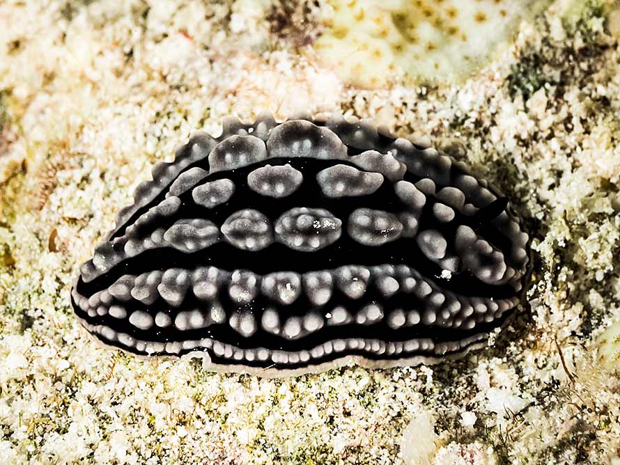 Phyllidiella zeylanica