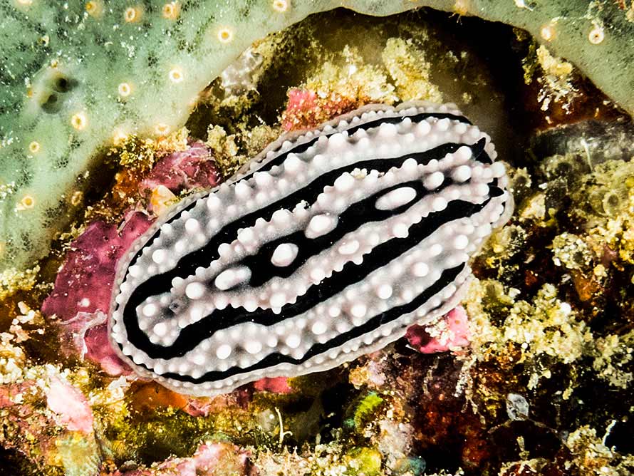 Phyllidia zeylanica