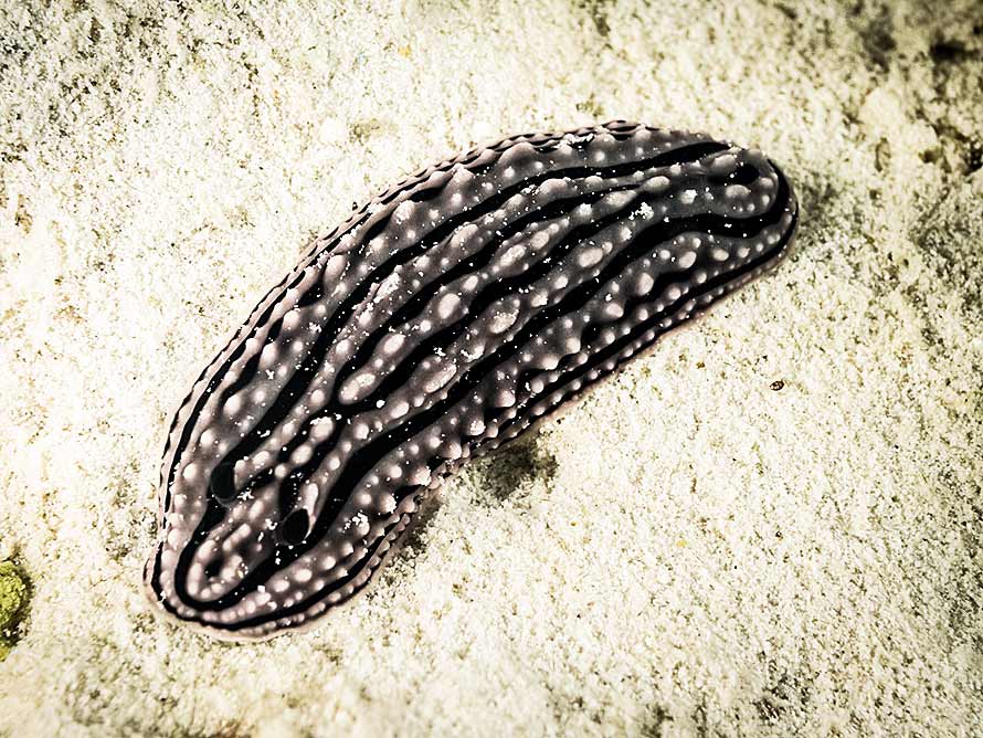 Phyllidia zeylanica