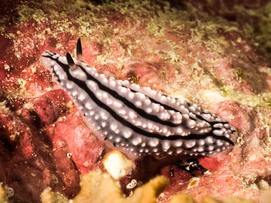 Phyllidiopsis gemmata