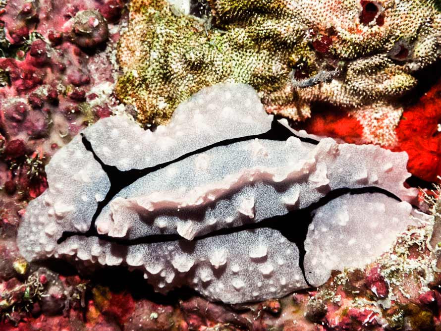 Phyllidiopsis shireenae