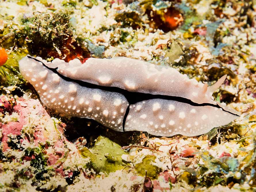 Phyllidiopsis shireenae