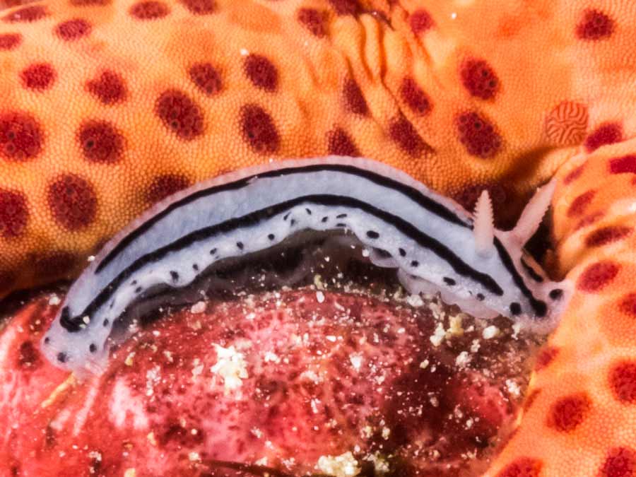 Phyllidiopsis xishaensis