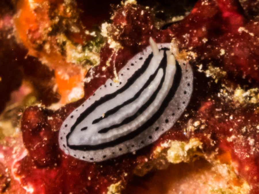 Phyllidiopsis xishaensis