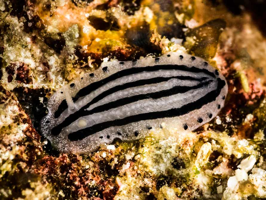 Phyllidiopsis xishaensis