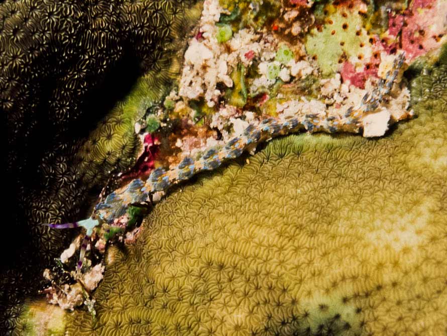 Pteraeolidia semperi 