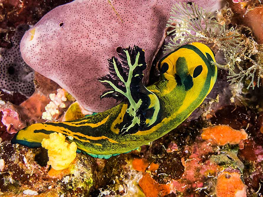 Tambja olivaria
