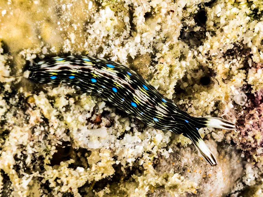 Thuridilla gracilis