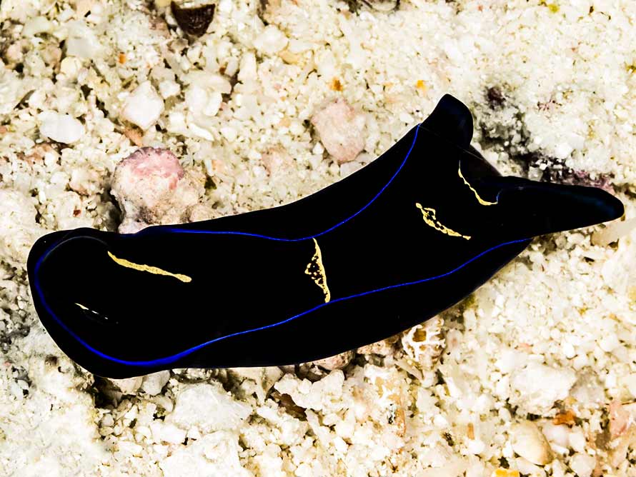 Tubulophilinopsis gardineri