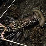 Panulirus femoristriga