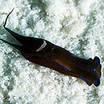 Chelidonura hirundinina