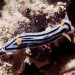 Chromodoris lochi