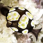 Colpodaspis thompsoni