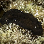 Dendrodoris nigra