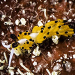 Favorinus tsuruganus