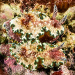 Glossodoris cincta