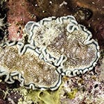 Glossodoris hikuerensis