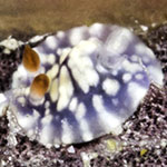Goniobranchus conchyliatus