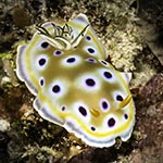 Goniobranchus geminus