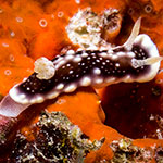 Goniobranchus geometricus