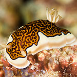 Goniobranchus gleniei