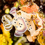 Goniobranchus tritos