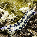 Hypselodoris rudmani
