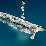 Lomanotus vermiformis