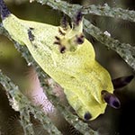 Martadoris amakusana