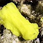 Notodoris citrinus