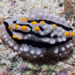 Phyllidia alyta
