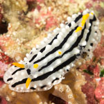 Phyllidia alyta
