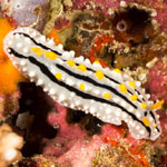 Phyllidia alyta