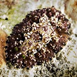 Phyllidiopsis cardinalis