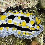Phyllidia coelestis