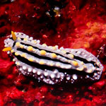 Phyllidia elegans
