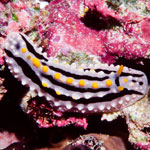 Phyllidia elegans