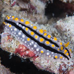 Phyllidia elegans