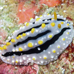 Phyllidia elegans