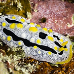 Phyllidia exquisita
