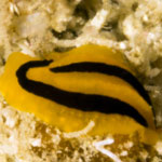Phyllidia koehleri