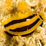 Phyllidia koehleri