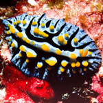 Phyllidia marindica